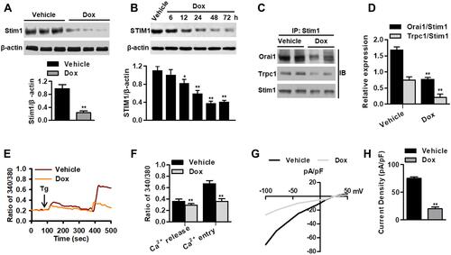 Figure 1 Dox treatment reduces Stim1 expression and SOCE in cardiomyocytes. (A) Western blotting analysis of Stim1 expression in myocardium of mice after vehicle or Dox treatment for 14 days. **P<0.01 vs vehicle, n=12/group. (B) Cardiomyocytes were treated with Dox (1 μmol/L) for different times as indicated. The expression of STIM1 was determined by Western blotting. *P<0.05, **P<0.01 vs vehicle, n=6. (C) Immunoblotting (IB) for Orai1 or Trpc1 after immunoprecipitation (IP) with anti-Stim1 antibody in myocardium from vehicle- or Dox-treated mice. (D) Densitometric analysis for the amount of Orai1 or Trpc1 in immunoprecipitated Stim1 protein. **P<0.01 vs vehicle, n=5/group. (E) Cardiomyocytes were loaded with Fura 2-AM probe and subjected to Ca2+ imaging experiments. (F) Quantification of fluorescence ratio (340/380) representing the thapsigargin (Tg)-induced Ca2+ store release and SOCE in cardiomyocytes. **P<0.01 vs vehicle, n=20. (G) Dox treatment decreased store-operated Ca2+ currents in cardiomyocytes. Average IV curves under vehicle and Dox conditions were shown. (H) Average current intensity was calculated. **P<0.01 vs vehicle, n=15.