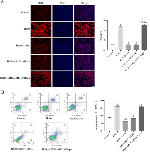 Figure 7. SiRNA-MEG3 reduces H2O2-induced cardiomyocyte apoptosis and ROS levels by inhibiting autophagy. (A) Representative image of DHE immunofluorescence staining of H9C2 cells (scale bar  = 50 µm) and quantitative analysis of DHE fluorescence density in H9C2 cells. Blue fluorescence represents the nucleus stained with DAPI, and red fluorescence represents ROS. (B) Representative images of flow cytometry in H9C2 cells and quantitative analysis of apoptotic cells. Data are expressed as mean ± SD, H9C2 cells = 2 batches of cells, repeat 2∼3 multiple wells for each batch of cells. *p < 0.05, **p < 0.01 versus control group; #p < 0.05, ##p < 0.01 versus H2O2 group; Δp < 0.05, ΔΔp < 0.01 H2O2 + siRNA-MEG3 + Rapa versus H2O2 + siRNA-MEG3.