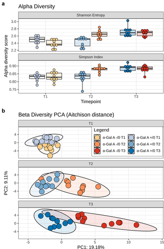 Figure 4. Alpha and beta diversity of the gut microbiota in α-Gal A (-/0) mice. a, Boxplots showing the distribution of alpha diversity, according to Shannon entropy and Simpson index, in the gut microbiota of α-Gal A (-/0) mice (orange hues) and α-Gal A (+/0) controls (blue hues) at 8–10-week-old (T1), 16–20-week-old (T2), and 12-month-old (T3) (n = 10 each group). Tukey test, ***p < .001. b, Principal component analysis (PCA) of beta diversity, based on Aitchison distance, of all fecal samples. A significant separation was found between groups of mice at each age and within each mouse group over time (PERMANOVA, p ≤ .005).