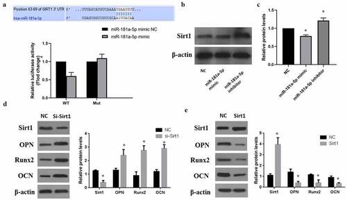 Figure 4. MiR-181a-5p targeting Sirt1. A. Dual Luciferase Reporter assay showed miR-181a-5p targeting Sirt1. B. C. Protein expression level of Sirt1 after overexpression or silencing of miR-181a-5p. D. Protein expression of transdifferentiation genes after sirt1 silencing. E. Protein expression of transdifferentiation genes after sirt1 overexpression. n = 3, *p < 0.05 and **p < 0.01