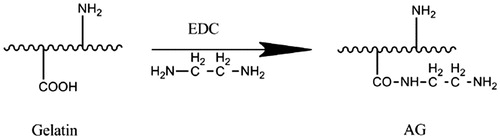 Figure 6. The synthesis route of amino gelatin (AG), by changing carboxyl groups into amino groups.