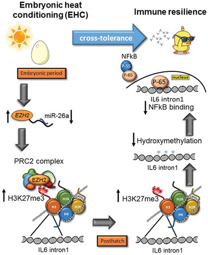 Figure 5. Stress cross-tolerance: EHC induces multi-level, epigenetic mechanisms leading to reduced expression of IL6 and inflammation. From the embryonic period and conditioning to posthatch chick life. During the embryonic period: downregulation of miR-26a and increased EZH2 mRNA expression, followed by increased binding of PRC2 complex and H3K27me3 by EZH2 on IL6 intron1. H3K27me3 persisted to posthatch life, along with reduced IL6 intron1 hydroxymethylation and reduced the NFkB binding to this enhancer. NFkB is presented as two sub-units P55 (regulatory) and P65 (active). In order to activate transcription P65 separates from P55 and moves to the nucleus