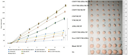 Figure 9 In vivo tumor inhibition ability of CISP/VNR/ATRA MLNP, CISP/VNR/ATRA NP and Free CISP/VNR/ATRA. *P < 0.05.