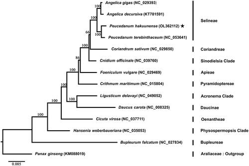 Figure 1. Phylogenetic analysis of Apiaceae based on 78 plastid genes from 14 species. Star indicates the newly generated plastome of P. hakuuense in this study. A phylogenetic tree was reconstructed using the maximum-likelihood method in raxmlGUI 2.0 with 1000 bootstrap replicates. Numbers at the node are the bootstrap supporting value calculated from the ML method. The plastome sequence of Panax ginseng from Araliaceae was included as an outgroup.
