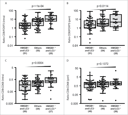 Figure 8. Combined impact of LC3B puncta and HMGB1 expression on CD8+: FOXP3+ and CD8+: CD68+ ratios. Intratumoral (A, C) and peritumoral (B, D) CD8+: FOXP3+ or CD8+: CD68+ ratios are represented for each patient category (with LC3B puncta and HMGB1 expression< median: HMGB1−LC3−; with either LC3B puncta or HMGB1 expression < median: (others); and with both LC3B puncta and HMGB1 expression > median: HMGB1+LC3+.