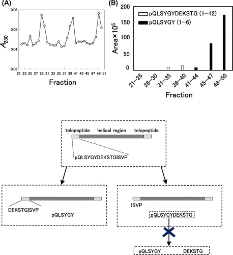 Fig. 2. Analyses of purified collagen digested with pepsin.