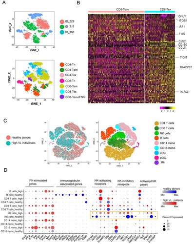 Figure 4. Integrated analysis of HIV-infected individuals revealed heterogeneity of exhausted CD8+ T cells and immune cell dysfunction induced by HIV infection. (A) tSNE plots of integrated datasets from three high viral load HIV-infected individuals. Tn, naïve; Tpm, precursor memory; Tem, effector memory; Tex, exhausted; IFNhi, highly IFN-responsive. (B) Heatmap of the scRNA-seq dataset from three high viral load HIV-infected individuals showing differentially expressed genes in in CD8-Tem and CD8-Tex cells. Colour bar below the map indicates the expression level. (C) tSNE plots of integrated datasets from the healthy and HIV-infected donors (left) and identification of nine major cell subpopulations (right). NK, natural killer cells; CD14 mono, CD14+ monocytes; CD16 mono: CD16+ monocytes; cDC, conventional dendritic cells; pDC, plasmacytoid dendritic cells; Mk, megakaryocytes. (D) Expression of “variable genes” in six of the cell clusters in healthy and HIV-infected donors. The colour intensity indicates the average expression level in a cluster and the circle size reflects the percentage of expressing cells within each cluster. See also Figure S4 and S5.