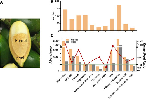 Figure 1 Untargeted metabolite profiling identified the metabolites in the betel nut. (A) The position of the betel nut kernel and peel. (B) The differentially accumulated metabolites were assigned to various secondary metabolic categories. (C) Abundance of metabolites and the ratio of metabolite abundance in kernels/peels.