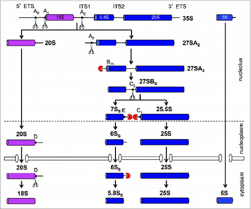 Figure 2. Pre-rRNA processing pathway in the yeast, Saccharomyces cerevisiae. Mature 18S, 5.8S, and 25S rRNAs are contained in the 35S pre-rRNA that is transcribed by RNA Polymerase I. The precursor for 5S rRNA resides on the same rDNA locus but is independently transcribed by RNA polymerase III. Sequential exo- and endonucleolytic events at the indicated processing sites remove the spacer sequences to generate mature rRNAs. The pathway for the maturation of large ribosomal subunit rRNA was simplified by excluding the alternative minor pathway that generates the longer 5.8S rRNA species.Citation24 Note that the A0, A1, and A2 sites are primarily cleaved co-transcriptionally in rapidly dividing cells.Citation82,113