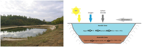 Figure 6. Facultative pond.