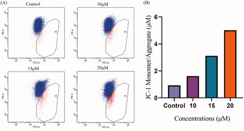 Figure 8. The effect of 4k on mitochondrial membrane potential on A549 cells. (A) Analysis of mitochondrial membrane potential alterations by flow cytometry, and A549 cells were incubated with 4k for 72 h before staining with JC-1. (B) The histogram of changes in mitochondrial membrane potential.