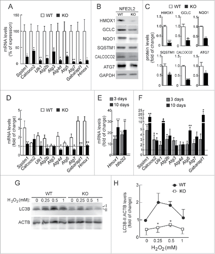 Figure 2. NFE2L2 deficiency results in decreased autophagy gene expression. (A) Expression levels of the indicated genes from Nfe2l2-WT and nfe2l2-KO mouse embryonic fibroblasts (MEFs) were determined by qRT-PCR and normalized by Actb levels. Data are mean ± SEM (n = 3). Statistical analysis was performed with the Student t test. *, p < 0.05; **, p < 0.01; and ***, p < 0.001 vs. Nfe2l2-WT MEFs. (B) Representative immunoblots for the indicated proteins of Nfe2l2-WT and nfe2l2-KO MEFs. (C) Densitometric quantification of representative blots from (B) relative to GAPDH levels. Data are mean ± SEM (n = 3). Statistical analysis was performed using the Student t test. *, p < 0.05; **, p < 0.01; and ***, p < 0.001 vs. Nfe2l2-WT MEFs. (D) Nfe2l2-WT and nfe2l2-KO MEFs were submitted to SFN (15 µM, 6 h). mRNA levels of the indicated genes were determined by qRT-PCR and normalized to Actb levels. (E) nfe2l2-KO MEFs were transduced with NFE2L2ΔETGE-V5 or GFP-expressing lentivirus and mRNA levels of the indicated genes were analyzed by qRT-PCR following 3 and 10 after transduction. For (D) and (E), bars represent the fold of change normalized to the untreated condition (D), or GFP-lentivirus infection (E) depicted with the dashed lines. Data are mean ± SEM (n = 3). Statistical analysis was performed with the Student t test. *, p < 0.05; and **, p < 0.01 vs. control conditions. (F) Nfe2l2-WT and nfe2l2-KO cells were treated with the indicated concentrations of H2O2 during 6 h. Representative immunoblots for the indicated proteins of Nfe2l2-WT and nfe2l2-KO MEFs. (G) Densitometric quantification of representative blots from (F) relative to ACTB/β-actin levels. Data are mean ± SEM (n = 3). Statistical analysis was performed using Student t test. *, p < 0.05 vs. Nfe2l2-WT.