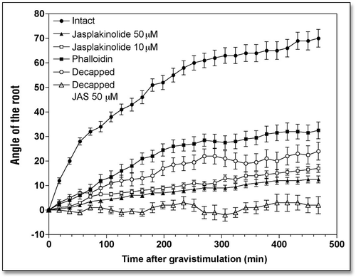 Figure 1 Effects of jasplakinolide (10 and 50 µM for 1 h) and phalloidin (100 µM for 1 h) treatments on the kinetics of the gravibending of intact and decapped maize roots. Values are means ± SE, n = 15.