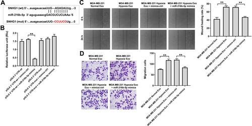 Figure 5 SNHG1 acts as the sponge of miR-216b-5p. (A) Schematic diagram of binding sites between SNHG1 and miR-216b-5p. (B) Luciferase activity analysis in 293T cells co-transfected with the SNHG1-wt/mut plasmids together with miR-216b-5p mimics. (C) HUVECs were treated with indicated exosomes, exosomes + mimics-ctrl or exosomes + miR-216b-5p mimics. Wound healing assay was used to detect cell migration. (D) Transwell migration assay was used to detect cell migration. **P<0.01; n = 3.