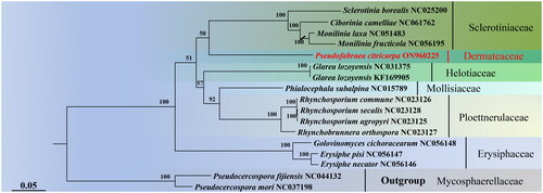 Figure 3. Maximum-likelihood tree generated using 13 concatenated mitochondrial protein-coding genes (atp6, atp8, cob, cox1, cox2, cox3, nad1, nad2, nad3, nad4, nad4L, nad5, and nad6) from Pseudofabraea citricarpa and 16 other fungal species. The following sequences were used: Sclerotinia borealis (NC_025200) (Mardanov et al. Citation2014), Ciborinia camelliae (NC_061762) (Valenti et al. Citation2021), Monilinia laxa (NC_051483) (Yildiz and Ozkilinc Citation2020), Monilinia fructicola (NC_056195), Glarea lozoyensis (NC_031375) (Zhang et al. Citation2017), Glarea lozoyensis (KF_169905) (Youssar et al. Citation2013), Phialocephala subalpine (NC_015789) (Duò et al. Citation2012), Rhynchosporium commune (NC_023126), Rhynchosporium secalis (NC_023128), Rhynchosporium agropyri (NC_023125), Rhynchosporium orthosporum (NC_023127) (Torriani et al. Citation2014), Golovinomyces cichoracearum (NC_056148), Erysiphe pisi (NC_056147), Erysiphe necator (NC_056146) (Zaccaron and Stergiopoulos Citation2021), Pseudocercospora fijiensis (NC_044132) (Arcila-Galvis et al. Citation2021), and Pseudocercospora mori (NC_037198).