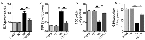 Figure 3. EE has an anti-oxidative effect on I/R-treated hippocampal neuron cells. EE administration reduced the ROS production (a) and MDA content (b) and increased the activities of SOD (c) and GSH peroxidase (d) on I/R-induced hippocampal neuron cells. Data were presented as mean ± SEM, **p < 0.01.