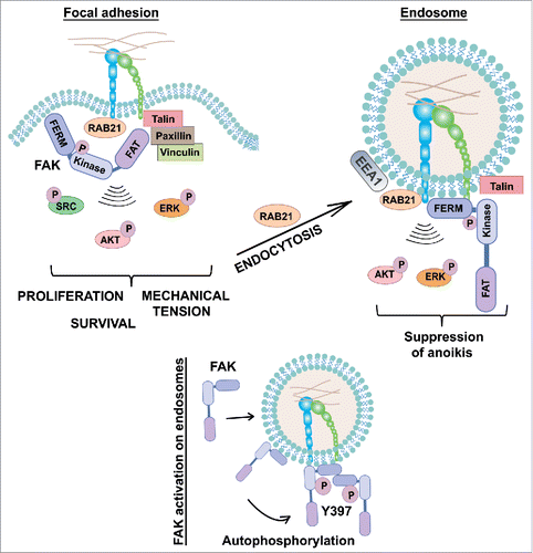Figure 1. Integrins signal from endosomes. Rab21-mediated integrin endocytosis to EEA1- endosomes is required for full ECM/integrin-induced signaling. The FAK FERM-domain, but not the focal adhesion targeting (FAT) domain, is targeted to endosomes alone and thus endosomal recruitment of FAK is likely to occur via the FERM. Endosomal FAK signaling suppresses anoikis and supports anchorage-independent growth and metastasis of breast cancer cells.
