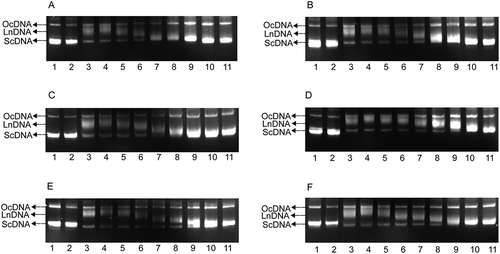 Figure 2. Agarose gel assays of the DNA protection activity of the six polyphenol monomers. A. resveratrol, B. ruit, C. oxyresveratrol, D. mulberroside A, E. quercetin, F. morin. PBP: phosphate buffered potassium. 1. DNA (3 μL) + PBP (2 μL) + ddH2O (5 μL); 2. DNA (3 μL) + PBP (2 μL) + solvent (5 μL); 3. DNA (3 μL) + PBP (2 μL) + ddH2O (5 μL) + UV (30 min); 4. DNA (3 μL) +PBP (2 μL) + solvent (5 μL) + UV (30 min); 5–11: DNA (3 μL) + PBP (2 μL) + different concentrations of sample solution (5 μL 0.03125 mg/mL to 2.00000 mg/mL) + UV (30 min).