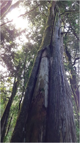 Figure 3. Cut in a cedar tree (picture by the author, 22 October 2019).