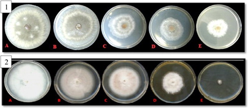 Figure 5. Mycelium growth of: (1) R. solani cultures at concentrations of (A): 0, (B): 2, (C): 5, (D): 10 and (E) 20 μg/ml of silver nanoparticles. (2) F. solani cultures at concentrations of (A):0, (B): 2, (C): 5, (D): 10 and (E) 20 μg/ml of silver nanoparticles.
