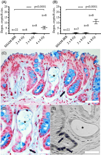 Figure 1. (A) The number of degenerating crypts in six analyzed colorectal circumferences per subject in the 6 Gy cohort. (B) The number of degenerating crypts in six analyzed colorectal circumferences per subject in the 8 Gy cohort. (C) Mucosa stained with Nuclear Fast Red for nuclei, and Alcian Blue for goblet cells six weeks after four fractions of 8 Gy. A degenerating crypt, depicted with an asterisk, is flanked by seemingly healthy crypts (arrow). (D) A magnification of the degenerating crypt in (C), showing a top-to-bottom degenerative progress, as the crypt wall and a few goblet cells are still visible at the base of the crypt (arrow). (E) DAB-stain of ki67-positive proliferating cells. No labeled cells are visible in the degenerated crypt (asterisk), while multiple darkly stained ki67-positive nuclei are visible in a nearby crypt (arrows). Data presented as number of degenerating crypts in six circumferences per subject ± SEM: 6 Gy cohort; SHAM-IRR = 0.00 ± 0.00, IRR 2 × 6 Gy = 0.00 ± 0.00, IRR 3 × 6 Gy = 0.5 ± 0.33, IRR 4 × 6 Gy = 5.5 ± 1.24. 8 Gy cohort; SHAM-IRR = 0.00 ± 0.00, IRR 2 × 8 Gy = 0.71 ± 0.36, IRR 3 × 8Gy = 0.63 ± 0.42, IRR 4 × 8 Gy = 11.3 ± 2.09. Statistical analysis was performed using the nonparametric Kruskal–Wallis. Scale bar = 50 μm.