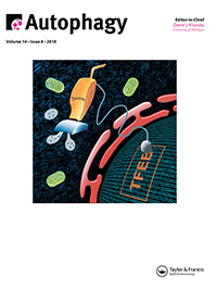 Cover image for Autophagy, Volume 14, Issue 8, 2018