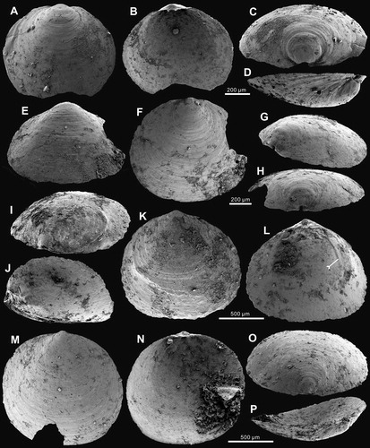 Figure 2. Ontogenetic development of ventral valve of Palaeotreta shannanensis gen. et sp. nov. from the Shuijingtuo Formation of southern Shaanxi. A–H, ventral valves demonstrating pedicle foramen forming stage (T1); A–D, juvenile with unrestricted pedicle notch, ELI-XYB S4-3 AU-06; E–H, small valve with pedicle opening, ELI-XYB S4s-3 AV-04; I–P, ventral valves demonstrating pedicle foramen-enclosing stage (T2); I–L, adult with enclosed pedicle foramen, ELI-XYB S4-3 AU-01; L, interior view, noting vascula lateralia (tailed arrow); M–P, larger valve with very short intertrough, ELI-XYB S4-3 AU-08.