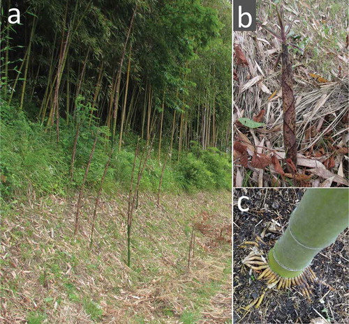 Figure 1 Bamboo (Phyllostachys reticulata C. Koch.: “Madake” in Japanese) forest where bamboo shoots were collected on August 3, 2011, and June 11, 2012. (a) Bamboo sprouts in 2012; (b) bamboo sprout; (c) condensed aerial roots around the nodes into the litter layer.