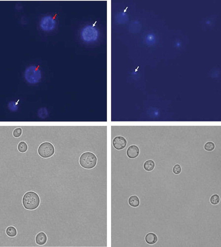 Figure 1. DAPI staining of BY4741 (rho+) and BY4741 (rho°) budding yeast cells. Yeast strains rho+ (a) and rho° (b) were observed under DAPI staining (top panel) and DIC (bottom panel). The white arrows indicate nucleolar DNA and the red arrows indicate mitochondrial DNA. The figure presents representative photographs for rho+ and rho° (1000× magnification)