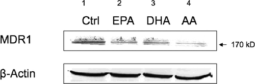 Fig. 3 The effect of PUFAs on cellular levels of the MDR1 gene product P-gp. Western blot analysis of P-gp (top), β-actin (bottom). Caco-2 cells were treated with 100 μM PUFAs for 24 hours. These images are representative of three independent experiments.