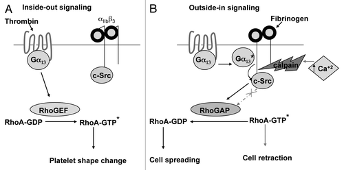 Figure 1 Schematic representation of the dynamic regulation of RhoA by Gα13 during platelet activation. (A) Activation of platelets by thrombin receptors coupled to Gα13 leads to the activation of RhoA, leading to platelet shape change. (B) The change in the conformation of integrin to a high-affinity form results in fibrinogen binding to αIIbβ3. Active Gα13 binds to the cytoplasmic domain of β3 leading to the activation of c-Src, resulting in platelet spreading. The rise in intracellular calcium activates calpain, which cleaves the β3 cytoplasmic domain, releasing c-Src, which, resulting in the activation of RhoA, leads to cell retraction. *Denotes GTP-bound active form of G-proteins.