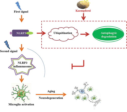 Figure 12. Schematic diagram: Kaempferol, a naturally derived small molecule, functions as both a ubiquitination and autophagy promoter to degrade and reduce NLRP3 expression, which inhibits microglia activation and, consequently, the neurodegenerative process via NLRP3 inflammation deactivation.