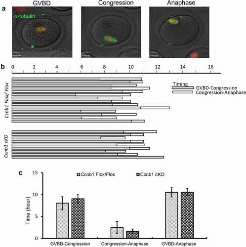 Figure 4. The first meiotic progress of oocytes. (a) Representative images of GVBD, congression and anaphase onset are shown. (b) Timeline shows a similar interval from GVBD to congression (shaded bar) and from congression to anaphase (white bar). Data are based on a subset of oocytes (n = 80 oocytes from Ccnb1Flox/Flox mice; n = 93 oocytes from Ccnb1 cKO mice) in which chromosomes could be tracked during congression and anaphase I onset. (c) The graph shows that there was no significant difference in the intervals from GVBD to congression and from congression to anaphase in oocytes from Ccnb1Flox/Flox and Ccnb1 cKO mice. In each experiment, the data shown represent more than 3 replications. Data are the mean ± SEM.