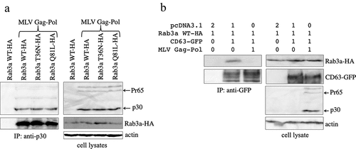 Figure 4. The MLV Gag protein inhibits the complex formation of CD63 and Rab3a. (a) Human 293 T cells were transfected with Rab3a WT-HA, T36N-HA, or Q81L-HA expression plasmid together with pcDNA3.1 or MLV Gag-Pol expression plasmid. Cell lysates prepared from the transfected cells were immunoprecipitated with the antiMLV p30 antibody. The precipitates were analysed by western blotting using the antiHA or antiMLV p30 antibody (left panels). Western blots of the cell lysates obtained using the antiMLV p30, antiHA, or antiactin antibody are also shown in the right panels. (b) Human 293 T cells were transfected with various combinations of pcDNA3.1, Rab3a WT-HA, CD63-GFP, and MLV Gag-Pol expression plasmids. Cell lysates prepared from the transfected cells were immunoprecipitated using the antiGFP antibody. The precipitates were analysed by western blotting using the antiHA or antiGFP antibody (left panels). Western blotting of cell lysates was performed using the antiHA, antiGFP, antiMLV p30, or antiactin antibody (right panels). These experiments were repeated two times.