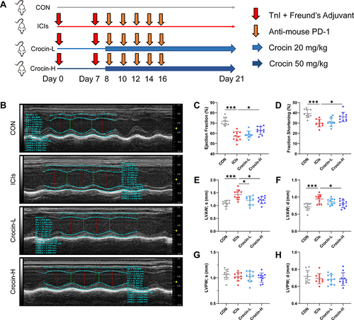 Figure 1 Effect of crocin on ICIs-related myocarditis in myocardial contractile function. (A) BALB/c mice were randomly assigned to four groups (n=10 in each group): (1) control group (CON, vehicle-treated group); (2) ICIs-related myocarditis group (ICIs, model group); (3) ICIs-related myocarditis + low-crocin (Crocin-L, crocin i.p. 20mg/kg/d); (4) ICIs-related myocarditis + high-crocin (Crocin-H, crocin i.p. 50mg/kg/d). Except for control group, all mice were immunized subcutaneously on day 0 and day 7, respectively with murine cardiac TnI peptide. From day 7 onwards, mice were given anti-mouse PD-1 every 2 days for 5 times. Crocin was given from day 8 for 14 consecutive days. On day 21 since the first immunization, mice were killed after the implementation of echocardiography, and the heart tissues were obtained. (B) Representative images of thoracic echocardiography. (C and D) Quantifications of ejection fraction (EF) and fraction shortening (FS). (E–H) Quantifications of systolic left ventricular anterior wall (LVAW; s), diastolic left ventricular anterior wall (LVAW; d), and systolic left ventricular posterior wall (LVPW; s) and diastolic left ventricular posterior wall (LVPW; d). The data were expressed as mean ± SD. *p < 0.05 and ***p< 0.001.