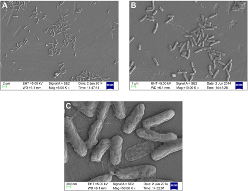 Figure S6 Scanning electron micrograph of CSNPs-treated Pseudomonas aeruginosa PAO1 at different magnifications (A) 5,000×, (B) 10,000×, and (C) 50,000×.Abbreviation: CSNPs, citrate-capped silver nanoparticles.