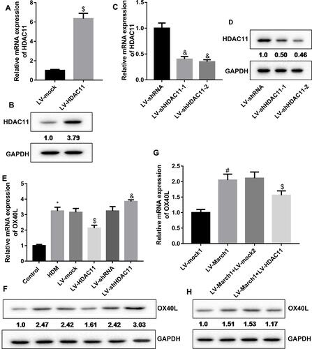 Figure 3 HDAC11 mediated the regulation of March1 on OX40L expression in HDM-treated DCs. (A and B) DCs were infected with the lentivirus vector expressing HDAC11, and then the expression of HDAC11 mRNA and protein was measured by qRT-PCR and Western blot, respectively. n = 3. $P < 0.05 compared with LV-mock group. (C and D) Two types of HDAC11 shRNA was designed. DCs were infected with the lentivirus vector carrying HDAC11 shRNA, and then the mRNA and protein levels of HDAC11 were carried out using qRT-PCR and Western blot. n = 3. &P < 0.05 compared with LV-shRNA group. (E and F) DCs were infected with lentivirus vector to express HDAC11 or inhibit HDAC11 expression followed by HDM stimulation. Then, the expression of OX40L mRNA and protein in the cells were measured by qRT-PCR and Western blotting assay, respectively. n = 3. *P < 0.05 compared with Control group, $P < 0.05 compared with HDM group, and &P < 0.05 contrasted with HDM group. (G and H) The HDM-treated DCs were co-infected with the lentivirus vector expressing March1 and the lentivirus vector expressing HDAC11. Then, qRT-PCR and Western blot were carried out to examine the expression of OX40L mRNA and protein, respectively. n = 3. #P < 0.05 compared with LV-mock1 group, and $P < 0.05 contrasted with LV-March1 group.