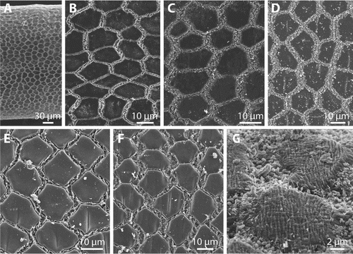 Figure 4. Gordionus maori n. sp. A, Overview of the cuticle of ZMH V13407; B–F, pattern of areoles and interareolar spaces in specimens ZMH V13406 (B), ZMH V13407 (C), paratype OMNZ IV85079 (D) and ZMH V13408 (E–F); G, fine structure of areoles and interareolar structures in ZMH V13407.