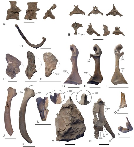 FIGURE 4. Danielsraptor phorusrhacoides, gen. et sp. nov., bones of the tentatively referred specimen NMS.Z.2021.40.13 in comparison to the holotype and Masillaraptor cf. parvunguis. A, three thoracic vertebrae of NMS.Z.2021.40.13 in lateral and—regarding a fragmentary specimen—dorsal view. B, seven caudal vertebrae of NMS.Z.2021.40.13 in different views. C, furcula of NMS.Z.2021.40.13. D–F, pygostyle of D, the holotype of D. phorusrhacoides (NMS.Z.2021.40.12), E, the tentatively referred specimen NMS.Z.2021.40.13, and F, M. cf. parvunguis (NMS.Z.2021.40.14); the dotted lines indicate the reconstructed hypothetical outlines of the bones. G–I, coracoid (dorsal view) of G, the holotype of D. phorusrhacoides, H, the tentatively referred specimen NMS.Z.2021.40.13, and I, M. cf. parvunguis (NMS.Z.2021.40.14). J, K, right scapula (lateral view) of J, the holotype of D. phorusrhacoides and K, the tentatively referred specimen NMS.Z.2021.40.13. L–N, sternum fragments (ventral view) of L, the holotype of D. phorusrhacoides and M, N, the tentatively referred specimen NMS.Z.2021.40.13 (M: corpus in ventral view, N: caudolateral portion of left side); the arrows denote details of the spina externa. O, P, distal end of the humerus (cranial view) of O, M. cf. parvunguis (left side; NMS.Z.2021.40.14) and P, the holotype of D. phorusrhacoides (right side). Abbreviations: acr, acromion; fah, facies articularis humeralis; flx, processus flexorius; icl, incisura lateralis; icm, incisura medialis; mpr, medial projection; pcc, processus costales; pcv, processus ventralis; per, perforation in caudoventral portion of pygostyle; ppc, processus procoracoideus; spe, spina externa; spr, sternal projection on tip of processus procoracoideus; tbi, trabecula intermedia; tbl, trabecula lateralis. Scale bars equal 10 cm.