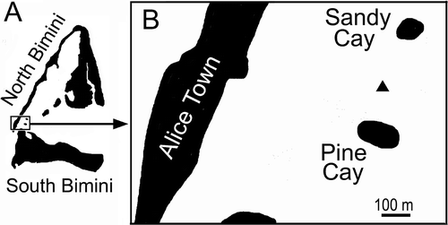 Figure 2. A, map of Bimini, Bahamas; B, enlargement of rectangle in A, with collection site for A. lucayanum indicated by triangle.