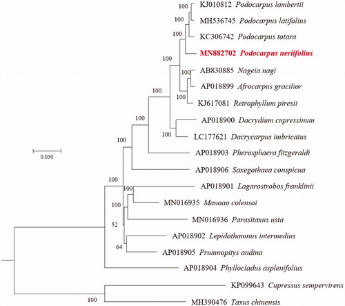 Figure 1. Phylogeny of Podocarpus neriifolius and other 18 species according to 21 single-copy homologous gene using maximum-likelihood method. Numbers above the branch indicate the bootstrap values.