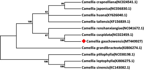 Figure 1. The neighbor-joining phylogenetic tree of 11 Camellia cp genomes were conducted with MEGA v7.0.14. The bootstrap values from 1000 replicates are listed for each node.