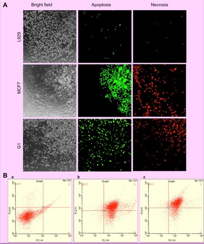 Figure 14 Confocal images and flow cytometry results of L929, MCF7, and G1 cells after treatment with Dt–Dd–PLGA–MNPs.Notes: (A) Confocal images of Annexin V-PI staining on L929, MCF7, and G1 cells after treatment with Dt–Dd–PLGA–MNPs. (B) Flow cytometry results of L929, MCF7, and G1 cells after treatment with Dt–Dd–PLGA–MNPs. Both results display the presence of early apoptotic and late apoptotic cells, indicating the therapeutic potential of Dt–Dd–PLGA–MNPs.Abbreviation: Dt–Dd–PLGA–MNPs, double targeted double drug loaded magnetic nanoparticle-encapsulated poly(D, L-lactic-co-glycolic acid) nanoparticles.