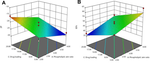 Figure 2 Response surface plots for the effects of drug loading and phospholipid: zein ratio on (A) ZP and (B) EE% of GA-ANCNPs.Abbreviations: ZP, Zeta potential; EE%, Entrapment efficiency percentage; GA, Gallic acid; ANCNP, Anionic zein/phospholipid composite nanoparticles.