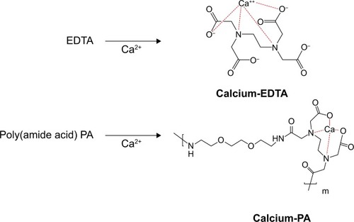 Figure 9 The molecule structure of calcium chelated with EDTA and PA.Abbreviations: EDTA, ethylenediaminetetraacetic dianhydride; PA, poly(amic acid).