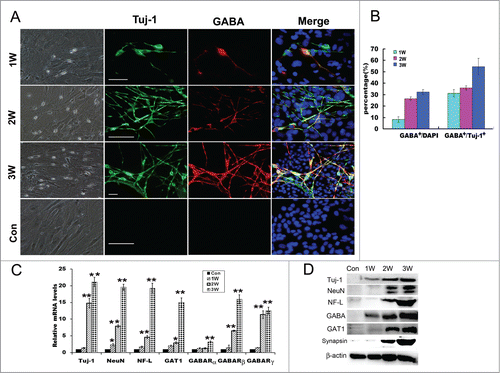 Figure 3. Direct conversion of MEFs into GABAergic neurons. (A) Phase-contrast microscopic images of the induced cells derived from MEFs and immunostaing with Tuj-1 and GABA antibodies of the induced cells at 1–3 weeks. Scale bar, 50μm. (B) Quantification of Tuj-1 positive cells and GABA positive cells: The percentages of Tuj-1 positive cells over the total cells, and GABA positive cells over Tuj-1 positive cells. Five to 6 representative visual fields for each of the groups were counted. (C) Quantitative real-time PCR analysis of the mRNA levels of Tuj-1, NeuN, Neurofilament L (NF-L), GAT1 and GABA receptors from MEF-derived cells derived from MEFs at 1–3 weeks. MEFs in normal cultures were used as control group, Con. The level of mRNA in MEFs was set as 1. Data were collected from at least 3 separate experiments and are shown as means ± standard deviation (SD). *P < 0.05, **P < 0.01 compared to controls. (D) Western blot analysis of the protein expression of MEF-derived cells with Tuj-1, NeuN, NF-L, GABA, GAT1, synapsin and β-catenin antibodies.W, week. scale bar, 50 μm.