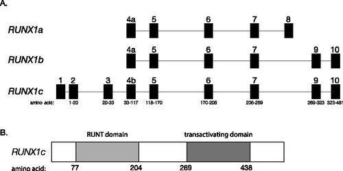 Figure 1. RUNX1 isoforms and protein domains. (A) The three main RUNX1 transcript isoforms and exons included in each isoform are shown. Exons 4a and 4b contain the same coding sequence but exon 4a also has a 5′UTR which is intronic in 4b. For the RUNX1c transcript isoform, the corresponding amino acid numbers for each exon are shown. (B) The RUNX1 protein domains and amino acid numbers are shown for isoform RUNX1c.