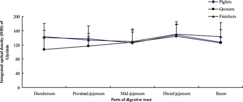 Figure 4. Distribution of glycinin in the small intestinal crypt of piglets, growers and finishers.