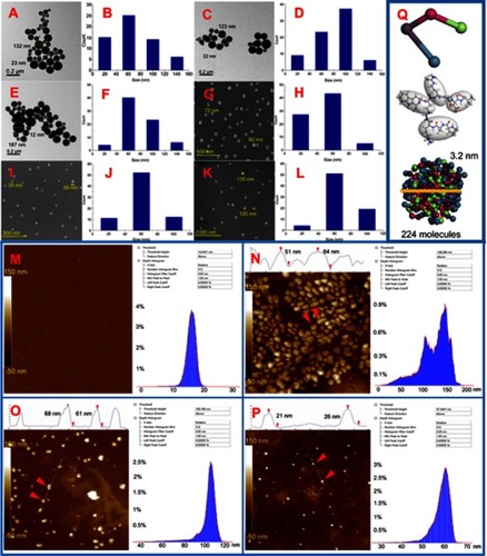 Figure 4 TEM, SEM and AFM images of MTCA-KKV in ultrapure water and plasma of rat. (A and B) TEM image and size distribution of particles of MTCA-KKV in ultrapure water of pH 6.7 (10.0 μM); (C and D) TEM image and size distribution of particles of MTCA-KKV in ultrapure water of pH 6.7 (0.1 μM); (E and F) TEM image and size distribution of particles of MTCA-KKV in ultrapure water of pH 6.7 (1.0 nM); (G and H) SEM image and size distribution of powders lyophilized from a solution of MTCA-KKV in pH 6.7 ultrapure water (10.0 μM); (I and J) SEM image and size distribution of powders lyophilized from a solution of MTCA-KKV in pH 6.7 ultrapure water (0.1 μM); (K and L) SEM image and size distribution of powders lyophilized from a solution of MTCA-KKV in pH 6.7 ultrapure water (1.0 nM); (M) AFM image of rat plasma; (N, O and P) AFM image and size distribution of the particles of MTCA-KKV in rat plasma (10.0 μM, 0.1 μM and 1.0 nM); (Q) MTCA-KKV’s nanoparticle predicted with mesoscale simulation software.Abbreviations: TEM, transmission electron microscopy; SEM, scanning electron microscopy; AFM, atomic force microscopy; MTCA-KKV, (1R,3S)-1-methyl-1,2,3,4-tetrahydro-β-carboline-3-carboxyl-Lys(Pro-Ala-Lys)-Arg-Gly-Asp-Val.