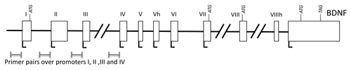 Figure 1. Model of the BDNF locus with primers marked over promoters I-IV